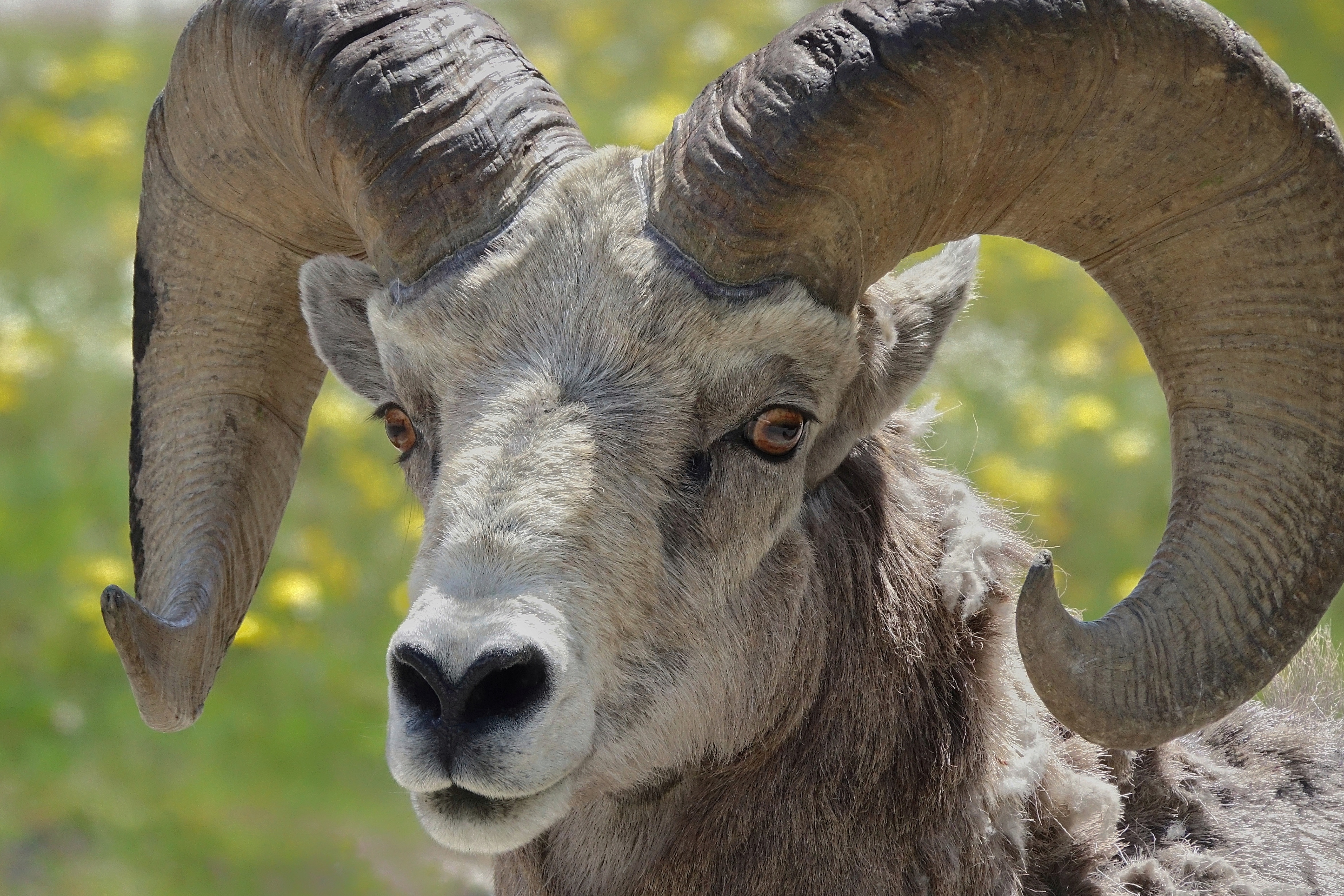 Mouflon aux grandes cornes au bord de la route